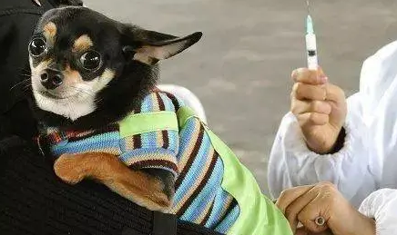 其实大部分人不用打狂犬疫苗 其实大部分人不用打狂犬疫苗