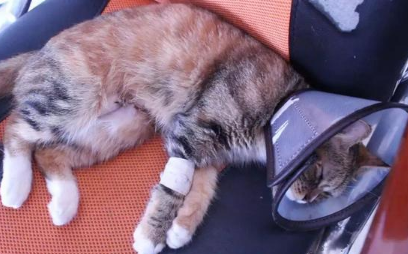 母猫绝育药靠谱吗
