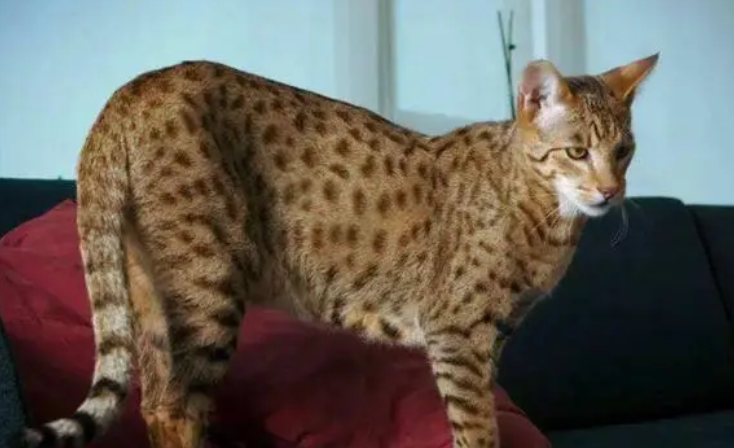 阿瑟拉猫是什么猫
