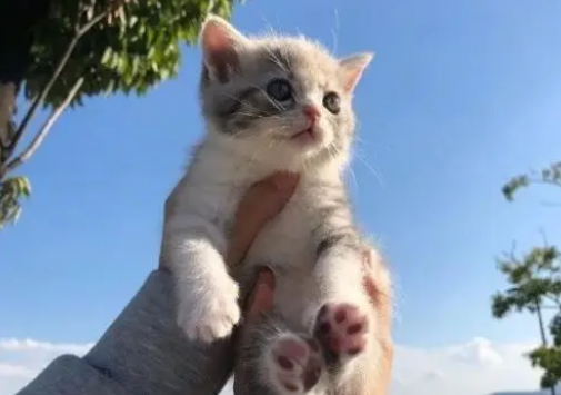 猫一直要你抱着是为什么