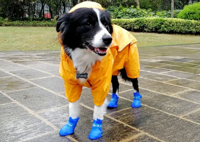佳美乐宠物鞋贵吗