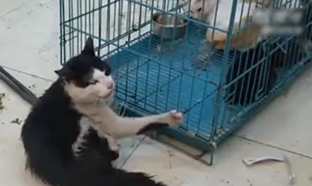 喜欢虐猫怎么办 喜欢虐猫怎么办