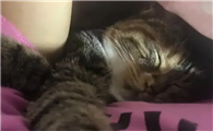 民间说猫压在胸口睡觉不好