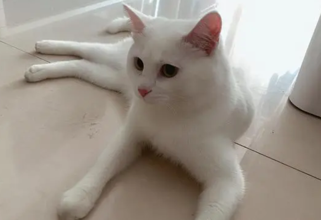 小公猫伸出红色的小尖尖 小公猫伸出红色的小尖尖