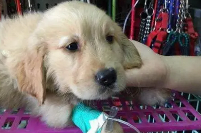 人碰了犬瘟的狗回家怎么消毒 人碰了犬瘟的狗回家怎么消毒
