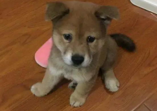 柴犬犯错金毛还包庇,一怒之下把它关起来了,柴犬主动认错 柴犬犯错金毛还包庇,一怒之下把它关起来了,柴犬主动认错