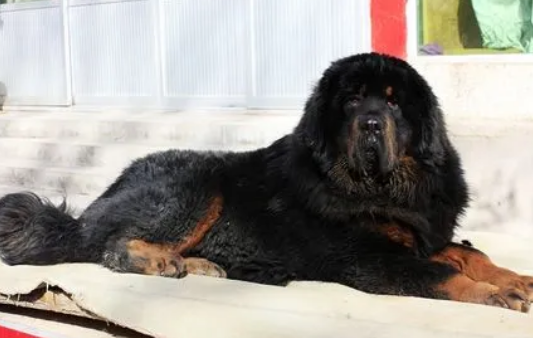 藏獒和玉树藏犬的区别