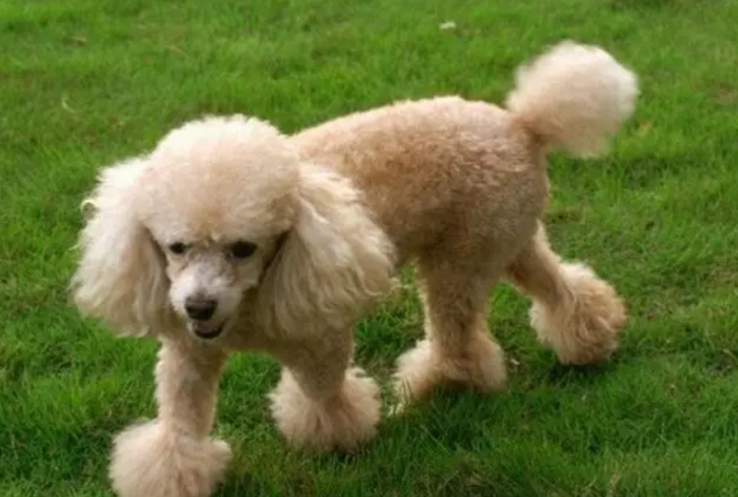 小型犬贵宾的样子 小型犬贵宾的样子