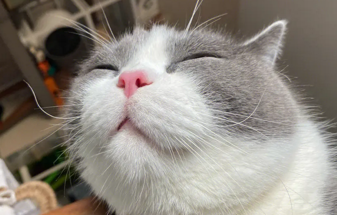 猫一天几个尿团正常 猫一天几个尿团正常