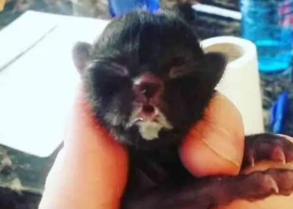 路遇一只出生不久的小猫,女子捡回家怕养不活,找妈妈来帮忙 路遇一只出生不久的小猫,女子捡回家怕养不活,找妈妈来帮忙