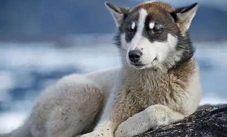 格陵兰犬价格多少钱一只