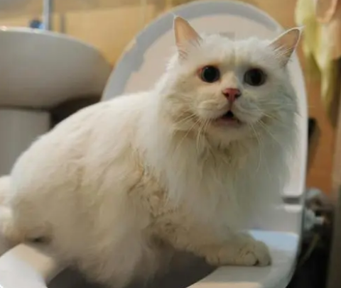 为什么一蹲坑猫就过来并且叫 为什么一蹲坑猫就过来并且叫