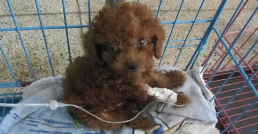 两个月幼犬得了冠状怎么治疗