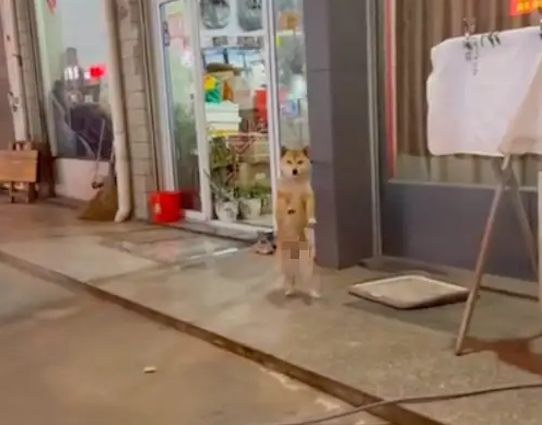 每当主人回来,狗狗都站起来跳舞欢迎,确定不是在跳科目三吗? 每当主人回来,狗狗都站起来跳舞欢迎,确定不是在跳科目三吗?