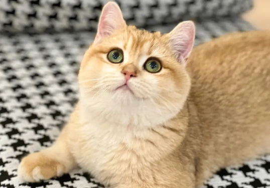 金加白长毛猫是什么品种