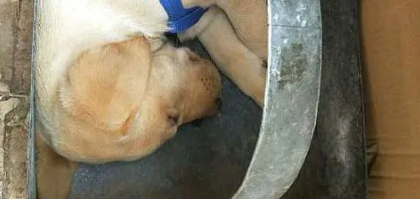给拉布拉多弄了一个豪华“别墅”,可它自己却守不住 给拉布拉多弄了一个豪华“别墅”,可它自己却守不住
