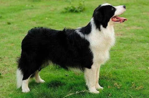 边境牧羊犬会咬人吗？一般不会主动的攻击人类