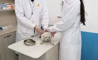小马宠物医院在哪下载