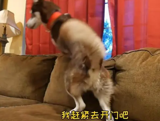 女主人上班后,二哈整天趴在窗户边,狗:别上班我养你吧 女主人上班后,二哈整天趴在窗户边,狗:别上班我养你吧