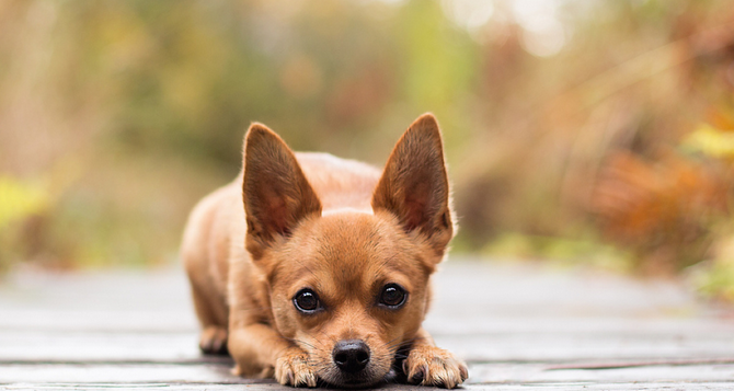 小伙深夜跳河救爱犬受困 专家称狗会游泳能自保 小伙深夜跳河救爱犬受困 专家称狗会游泳能自保