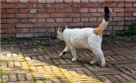 猫走路东倒西歪好像不受控制