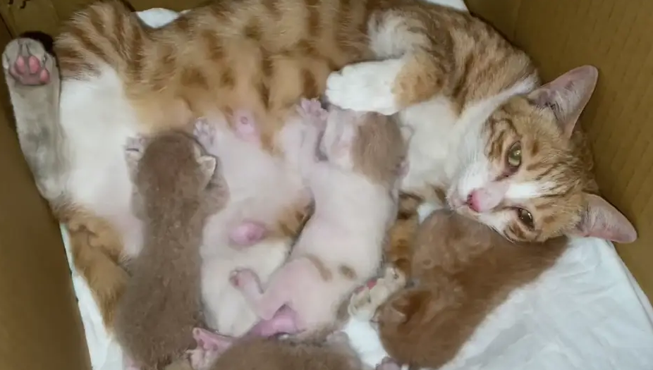 母猫生完小猫吃什么下奶