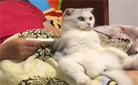 小猫七七和它的奶奶