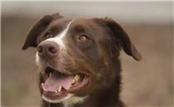 判断幼犬是否立耳的方法