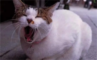 为什么打猫会上瘾