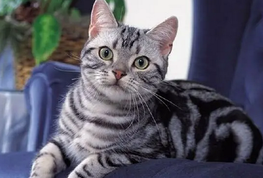 猫有哪些品种