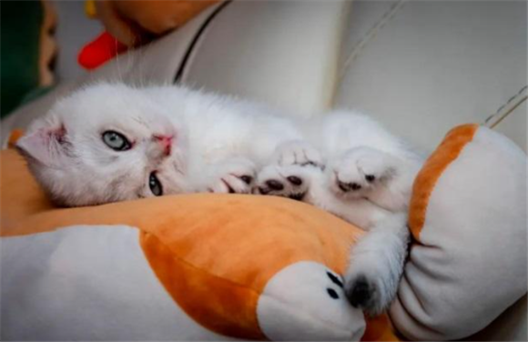 夏天猫睡什么窝 夏天猫睡什么窝