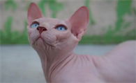 没有毛的猫是什么品种的猫
