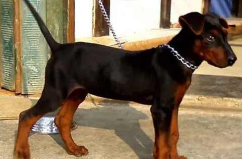中华红犬体重养殖价格