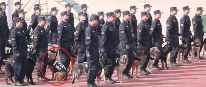 众警犬正在训练,唯有一只画风奇葩 众警犬正在训练,唯有一只画风奇葩