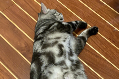 猫有肚脐眼吗 猫有肚脐眼吗