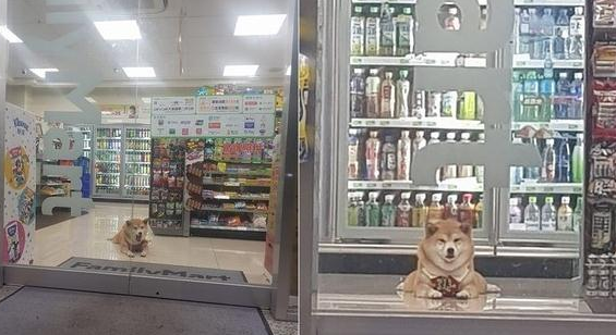 柴柴乱入超市当起镇店之花,趴门口甜笑迎客:全家就是我家