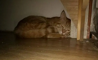 想把床底下封死防止猫进去