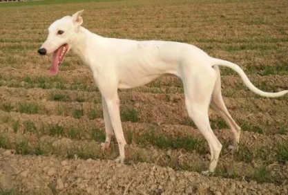 中国猎兔犬有几种