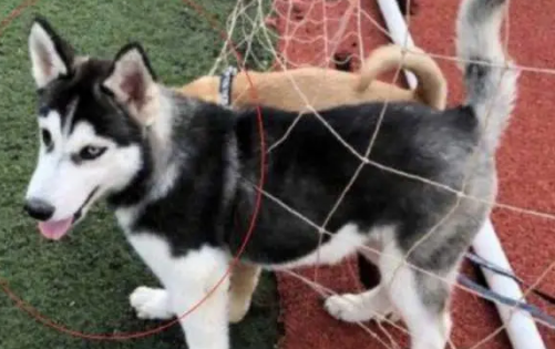 哈士奇偶遇一只中华田园犬,结果没过多久,二哈就把田园犬带偏了 哈士奇偶遇一只中华田园犬,结果没过多久,二哈就把田园犬带偏了