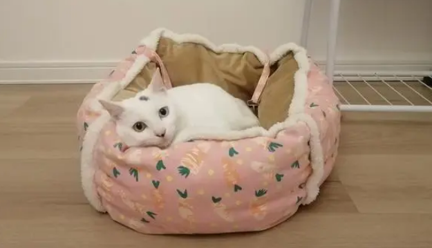 为什么给猫买的窝死活不去睡