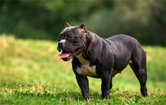 高加索能咬死比特犬吗