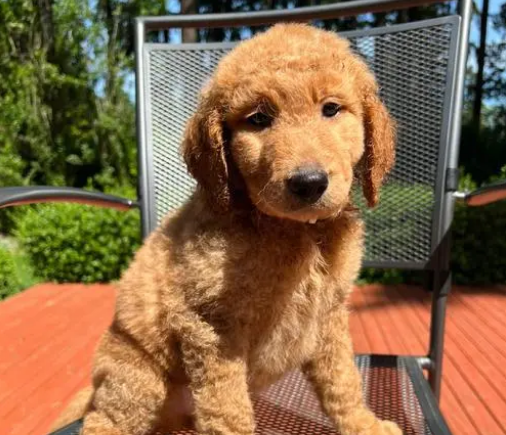金贵犬值钱吗多少钱 金贵犬值钱吗多少钱