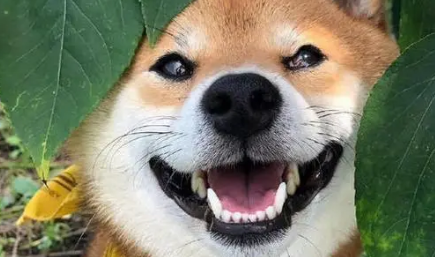 向往的生活狗狗品种 向往的生活狗狗品种