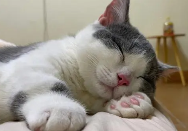 情绪失控把猫咪打死了 情绪失控把猫咪打死了