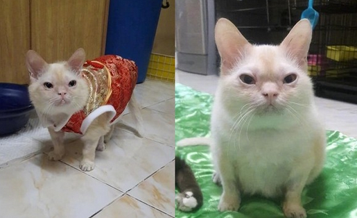 主人发现猫咪变了个样,走近一看笑哭了,网友:你可能养了个假猫 主人发现猫咪变了个样,走近一看笑哭了,网友:你可能养了个假猫