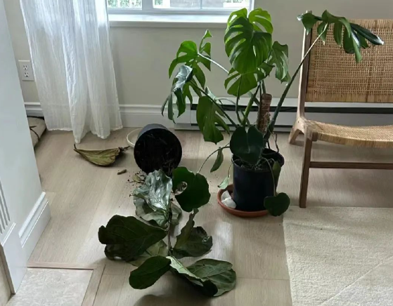 铲屎官审讯是谁拆的家,其中一只猫躲在椅子下逃避现实...这属于主动自首了?