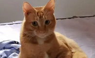 十大适合家养的不掉毛猫