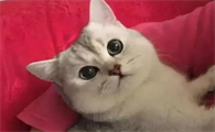 晚上有只猫跑我窗台叫