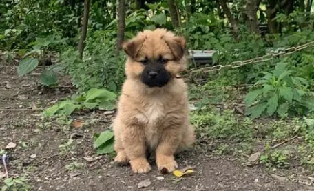 士狗一黄二黑三白四花
