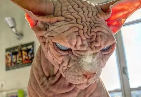 世界上最恐怖的猫 世界上最恐怖的猫